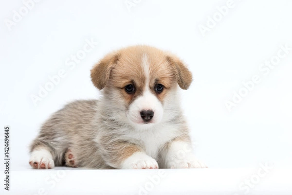 Obraz Pembroke Welsh Corgi puppy lying on white background looking at camera