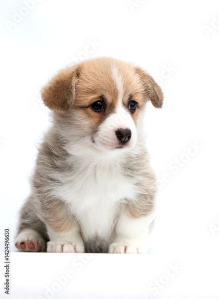 Obraz Pembroke Welsh Corgi puppy sits on white background and looks sideways
