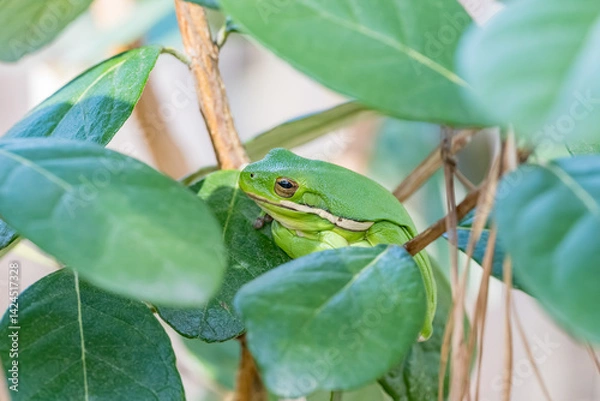 Fototapeta A tree frog on a spring day in Texas.