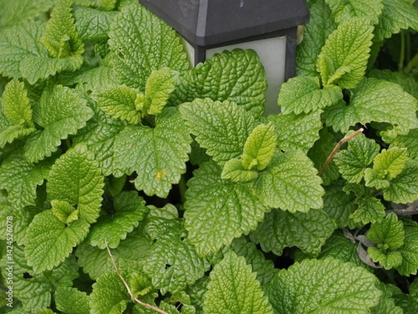 Obraz Fresh green lemon balm leaves seen in close-up growing in a garden