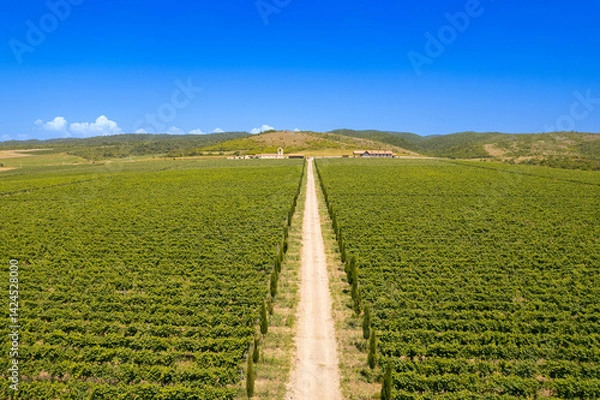 Fototapeta aerial panoramic view of endless rows of green vineyard plantation. Lush grapevines Stretching Far and Wide on Georgian lands. Road with cypress trees and a winery on nature valley. Europe, Georgia.
