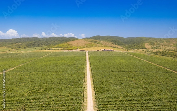 Fototapeta aerial panoramic view of endless rows of green vineyard plantation. Lush grapevines Stretching Far and Wide on Georgian lands. Road with cypress trees and a winery on nature valley. Europe, Georgia.