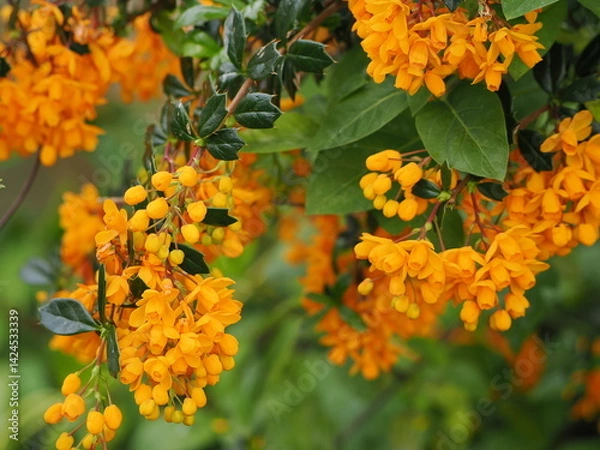 Obraz A bright orange Berberis Bush in flower