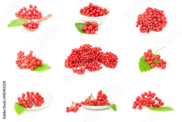 Fototapeta Collage of red berries cluster of guelder rose  over a white background