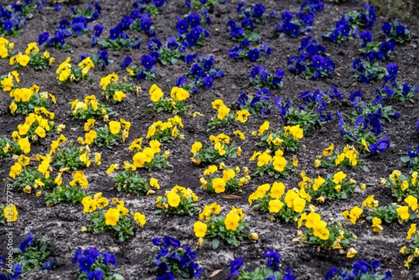 Fototapeta blue and yellow pansies (Viola ×wittrockiana) in a bed in spring