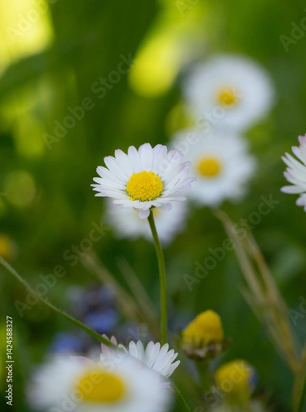 Fototapeta A shrub of blooming white common daisy in forest nature with its stem and stamen of nature.