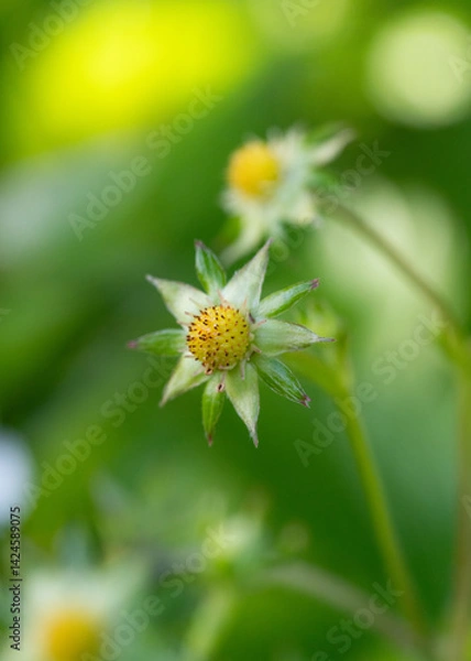Fototapeta A ripe fruiting plant of wild strawberry in garden with green burry background of nature.