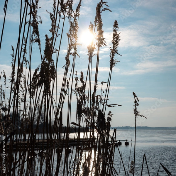 Fototapeta Reed against the harsh light of the sun ove the lake. Photo taken in natural lighting in the middle of sunny day.