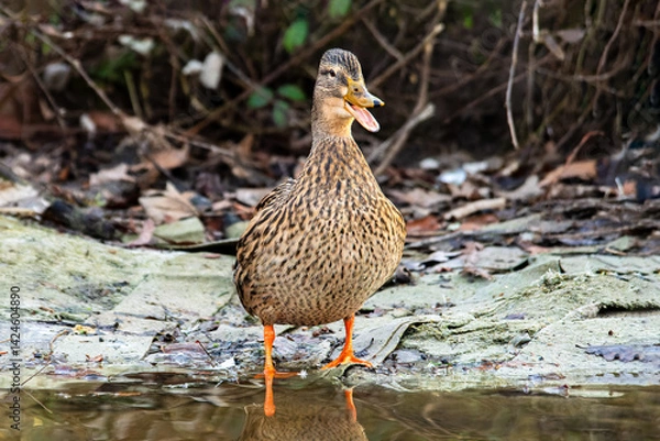 Fototapeta Canard colvert femelle Anas platyrhynchos au bord de l’eau, oiseau aquatique sauvage en milieu naturel