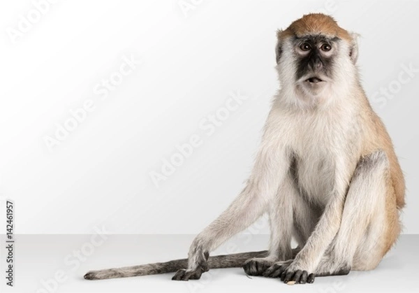 Fototapeta Monkey.