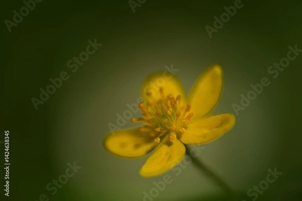 Obraz macro of a yellow flower in a forest in spring