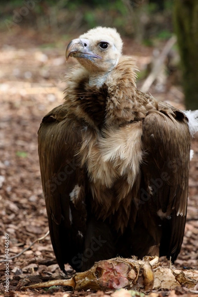 Obraz vautour moine,aegypius monachus