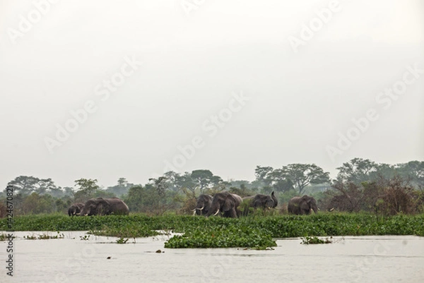 Obraz African bush elephant feeding on aquatic plants at the edge of a river in a tropical rainforest. Wildlife scene in natural wetland habitat. Peaceful moment in the wild, ideal for nature and conservati