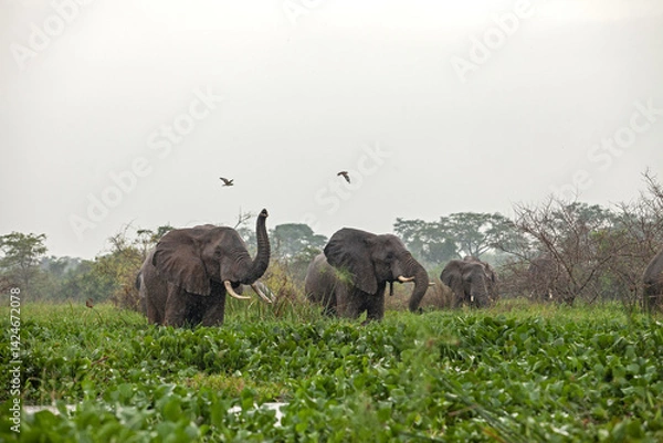 Obraz African bush elephant feeding on aquatic plants at the edge of a river in a tropical rainforest. Wildlife scene in natural wetland habitat. Peaceful moment in the wild, ideal for nature and conservati