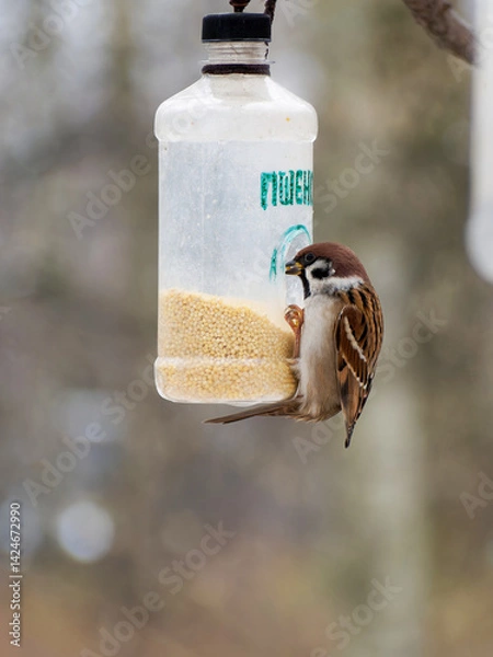 Fototapeta a sparrow sits on a feeder and eats in the park in winter