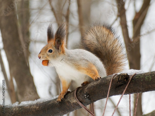 Fototapeta Squirrel sitting on a tree branch holding a nut. Wildlife