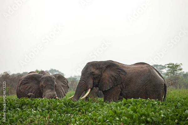 Obraz African bush elephant feeding on aquatic plants at the edge of a river in a tropical rainforest. Wildlife scene in natural wetland habitat. Peaceful moment in the wild, ideal for nature and conservati