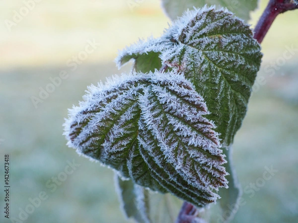 Fototapeta A leaf covered in frost. The frost is covering the leaf in a way that it looks like it's covered in snow