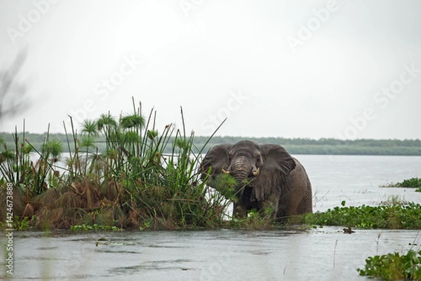 Obraz African bush elephant feeding on aquatic plants at the edge of a river in a tropical rainforest. Wildlife scene in natural wetland habitat. Peaceful moment in the wild, ideal for nature and conservati