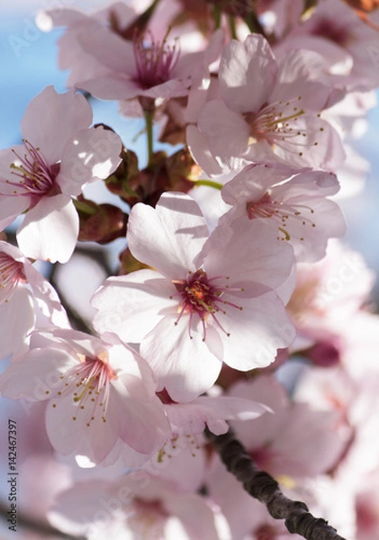 Obraz Cherry blossom closeup - white and pink