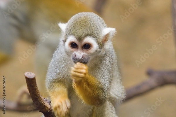 Fototapeta Common squirrel monkey	