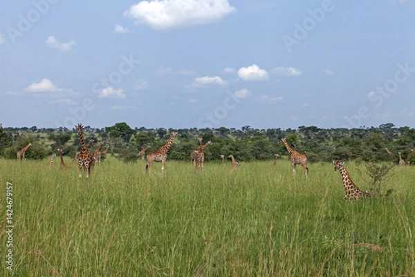 Obraz Group of giraffes in Murchison Falls national park. A lot of giraffes in natural habitat. Day safari in Uganda. 