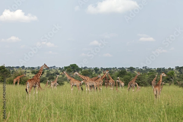 Obraz Group of giraffes in Murchison Falls national park. A lot of giraffes in natural habitat. Day safari in Uganda. 