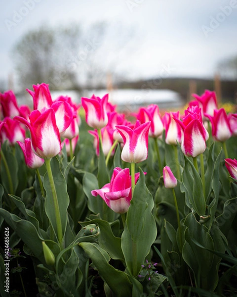 Fototapeta Mountain and dormant tree background with colorful display of multicolor tulip variety with wooden garden label stakes at organic farm in Mansfield, Missouri, elegant long-lasting Memphis Triumph