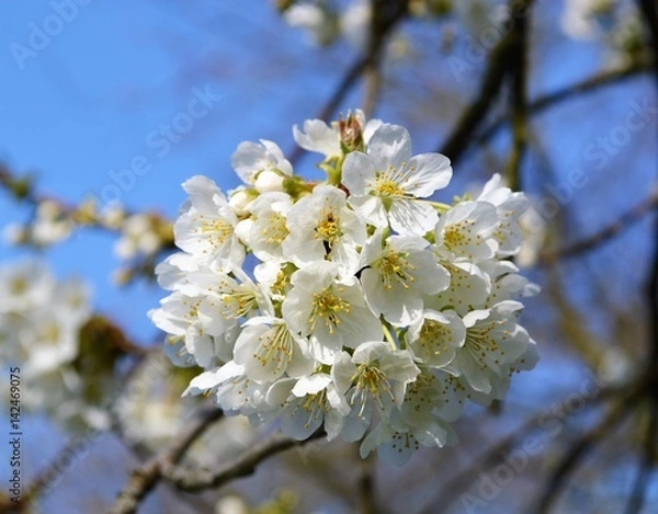 Fototapeta Close-up image of colourful Spring blossom.