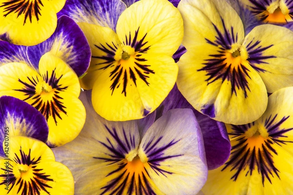Obraz floral background of wild violet yellow and blue