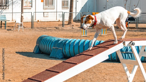 Obraz White and brown dog walking on a-frame in dog park agility training