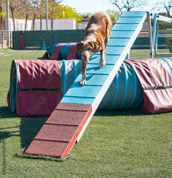 Obraz Dog walking down a-frame on agility course