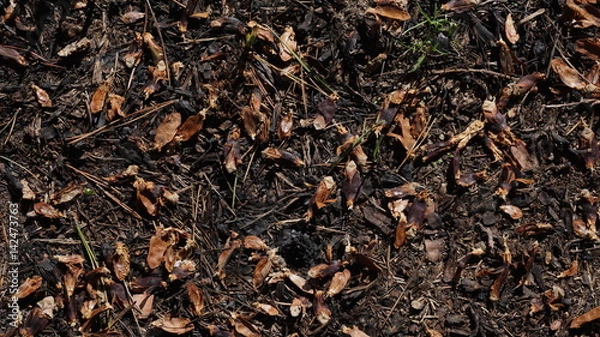 Obraz Background Of Forest Floor With Wood Chips, Sprigs, Leafs, Grass And Shredded Pine Cones