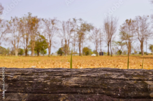 Fototapeta Big log with blurred sky background.