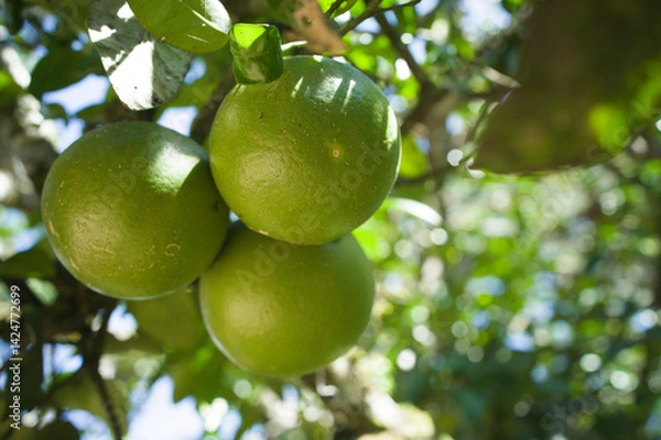 Fototapeta Unripe green oranges hanging from the tree, seen from a low-angle.