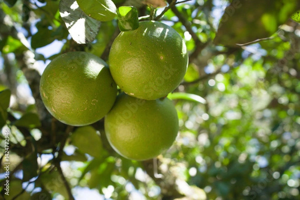 Fototapeta Unripe green oranges hanging from the tree, seen from a low-angle.