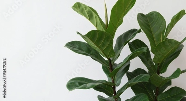 Fototapeta Close up of a fiddle leaf fig plant with large green leaves against a white background in natural light