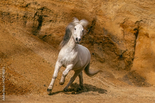 Fototapeta Portrait of a beautiful white icelandic horse rearing and running in a sand pit