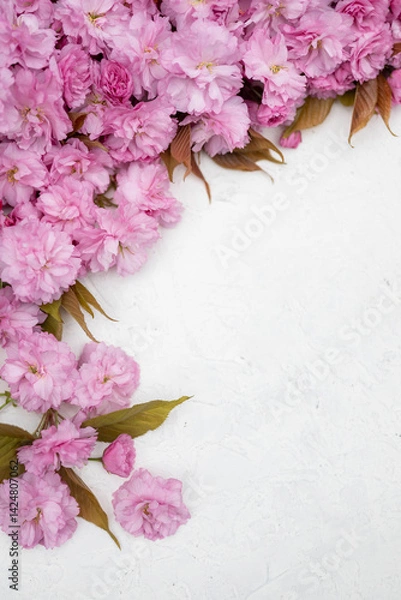 Fototapeta Pink cherry blossom flowers on white textured background. Floral spring composition with copy space. Romantic nature flat lay.