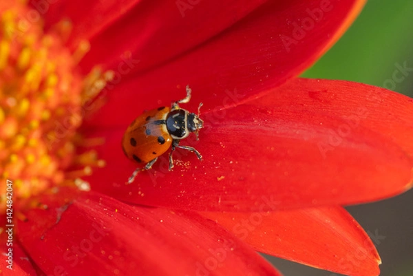 Obraz Close-up of Ladybug beetle on red flower in spring garden