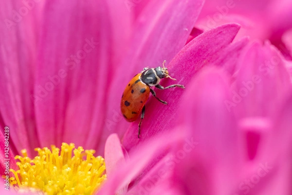 Obraz Close-up of Ladybug beetle on pink flower in spring garden