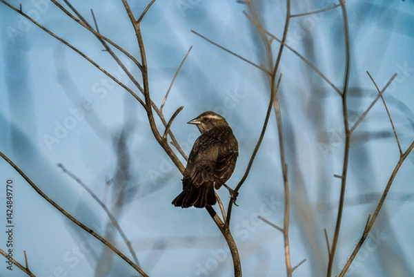 Obraz Blackbird on branch