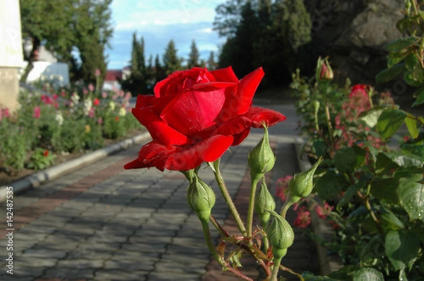 Obraz Красная роза