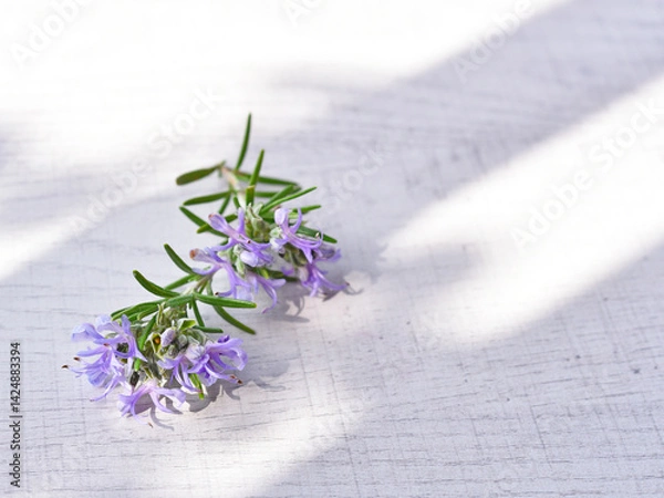 Fototapeta Rosemary sprig flowering isolated on white background. Aromatic evergreen shrub