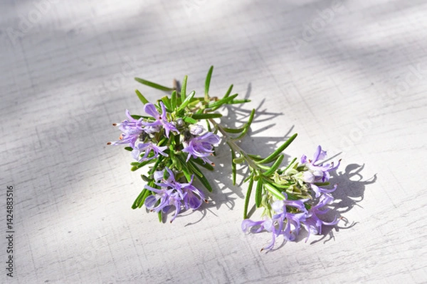 Fototapeta Rosemary sprig flowering isolated on white background. Aromatic evergreen shrub