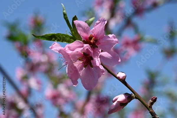 Fototapeta Pink peach blossoms