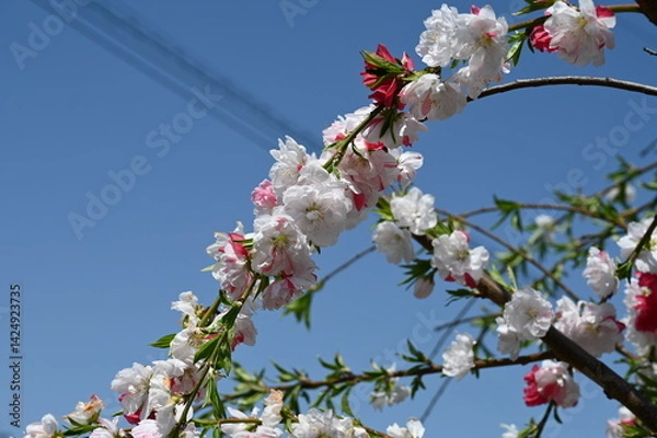 Fototapeta Pink peach blossoms