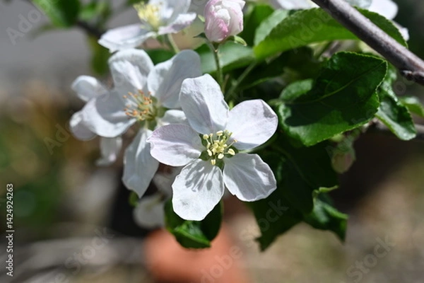 Fototapeta White apple blossom