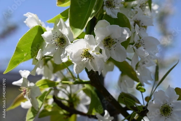 Fototapeta White pear flowers