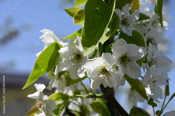 Fototapeta White pear flowers